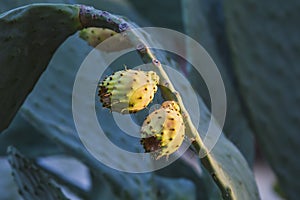 Sabra cactus branches Opuntia ficus-indica with ripe fruits. Prickly pear cactus with juicy sweet fruits