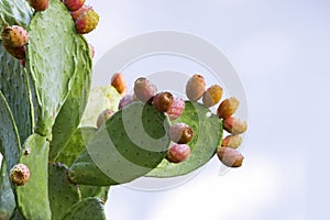 Sabra cactus branches opuntia ficus - indica with ripe fruits. Prickly pear cactus with juicy sweet fruits