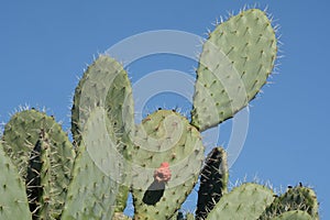 Sabra cactus plant, Israel. Opuntia cactus with large flat pads and red thorny edible fruits.