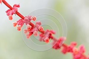 Sabra spike sage, Salvia confertiflora