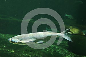 Sabre carp