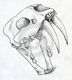 Sabre tooth tiger scull drawing