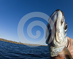 Sabrefish was caught from northern river