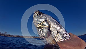 Sabrefish was caught from northern river