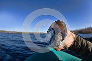 Sabrefish was caught from northern river