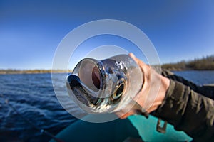 Sabrefish was caught from northern river