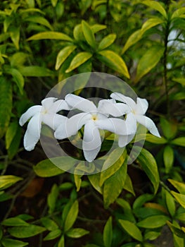 Sabrina or saberna flowers or white rombusa jasmine among green leaves