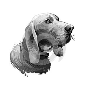 Sabueso Espanol dog portrait isolated on white. Digital art illustration of hand drawn dog for web, t-shirt print and puppy food
