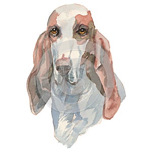 The Sabueso Espanol watercolor hand painted dog portrait photo