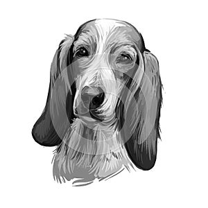 Sabueso fino Colombiano dog portrait isolated on white. Digital art illustration of hand drawn dog for web, t-shirt print and photo