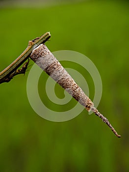 Sac caterpillar on dry twig isolated with blurr background .bagworm