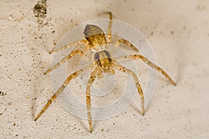 Sac spider photo