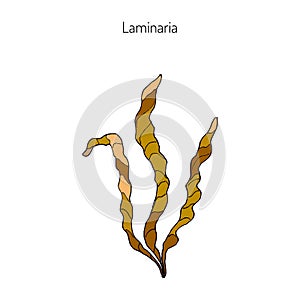 Saccharina latissima, or kelp