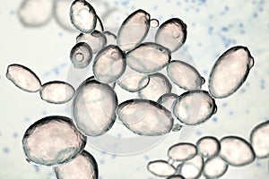 Saccharomyces cerevisiae yeast