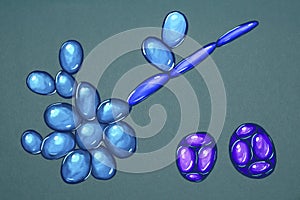 Saccharomyces cerevisiae yeast, illustration