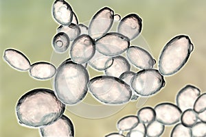 Saccharomyces cerevisiae yeast