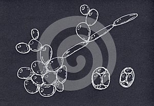 Saccharomyces cerevisiae yeast, scientific illustration