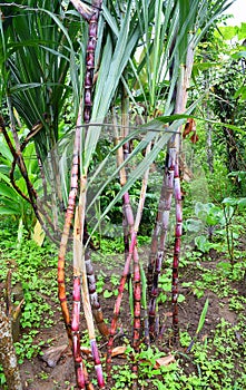 Saccharum Officinarum - Brown Sugar Cane Plant in India, Asia