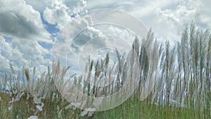 Saccharum Spontaneum ,Grass With Sky And Cloud Background
