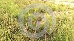 Saccharum spontaneum Kans grass field