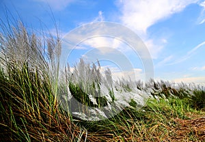 Saccharum spontaneum or Kans grass