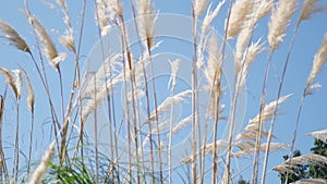 Saccharum spontaneum Pampas grass on summer day