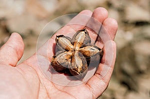 Sacha Inchi or Inca peanut in hand close up detail, dried sacha Inchi peanut for oil extracting