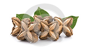 Sacha inchi peanut seed isolate on white background