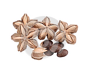 Sacha inchi peanut seed on white background