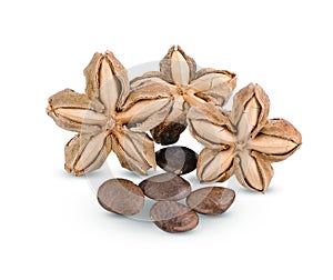 Sacha inchi peanut seed on white background
