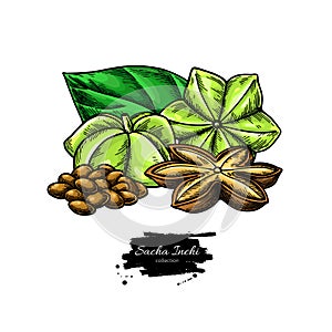 Sacha inchi vector drawing. Botanical illustration of hand drawn peanuts. Herbal style sketch.