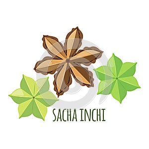 Sacha Inchi vector icon in flat style isolated on white background