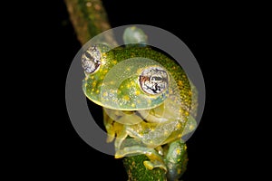 Sachatamia albomaculata glassfrog rainforest jungle