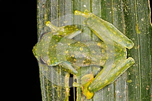 Sachatamia albomaculata rainforest jungle glass frog glassfrog
