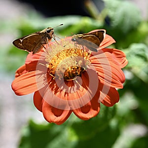 Sachem Butterflies on Mexican Sunflower