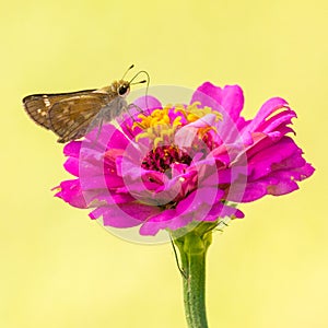 Sachem Skipper in Illinois