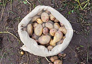 A sack of freshly picked potatoes