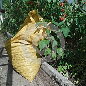 Sack full of tomatoes