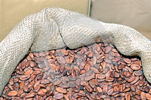 Sack from jute filled with cocoa beans