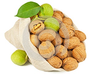 Sack of whole walnut and green walnut fruit