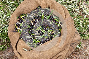 Sackcloth bag full on fresh olives. Olives harvesting in