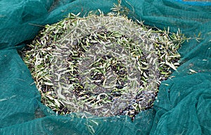 Sackcloth bag full on fresh olives. Olives harvesting in Crete, Greece.  Harvest of fresh olives