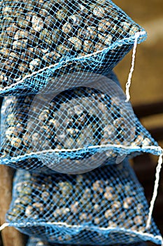 Sacks of fresh mussles