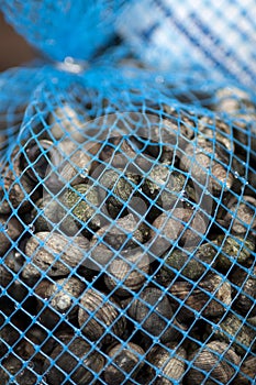 Sacks of fresh mussles