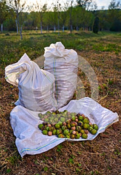 Sacks of ripe walnuts