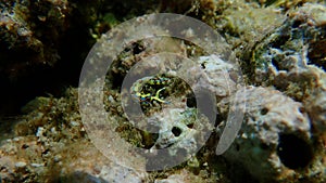 Sacoglossan sea slug Splendid elysia or Splendid velvet snail (Thuridilla hopei) close-up undersea, Aegean Sea