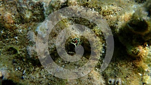 Sacoglossan sea slug Splendid elysia or Splendid velvet snail (Thuridilla hopei) mating undersea