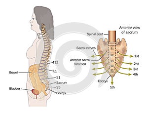 Sacral nerves