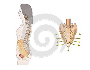 Sacral nerves