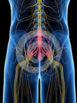 The Sacral Plexus